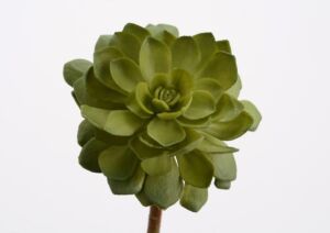 BRANCHE ECHEVERIA CUSPIDATA VERT H 17 CM