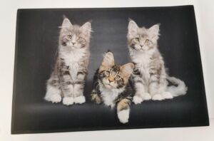 TAPIS SOL ANTIDERAPANT TROIS CHATONS 50 X 75 CM