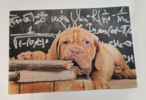 TAPIS SOL ANTIDERAPANT CHIEN LIVRE 50 X 75 CM